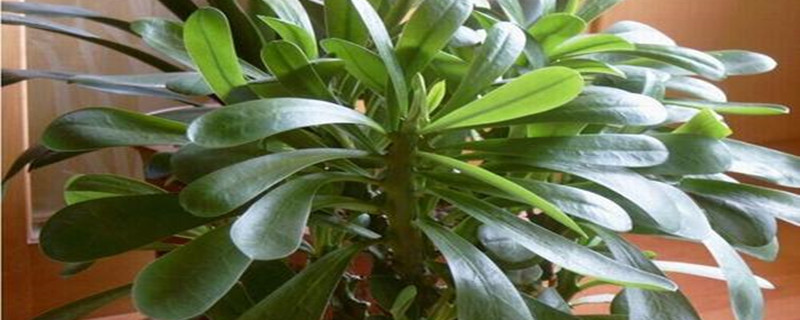 怎么种植霸王鞭 怎么种植霸王鞭