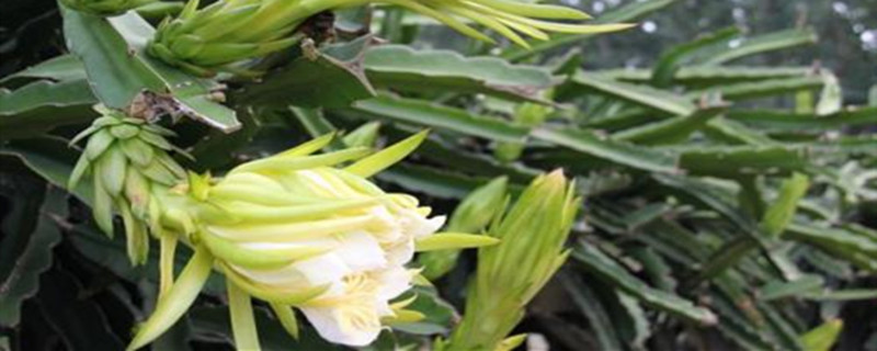 龙骨花是霸王鞭花吗 龙骨花是霸王鞭花吗