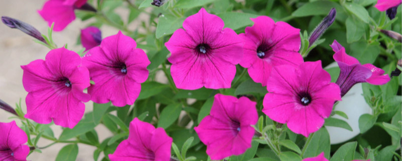 矮牵牛花后养护 矮牵牛花后养护
