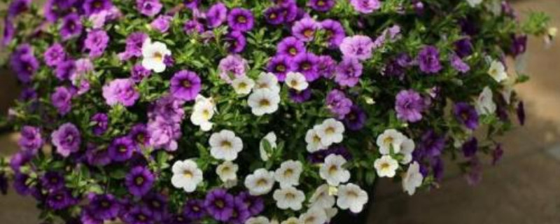 矮牵牛花养殖方法 矮牵牛花养殖方法