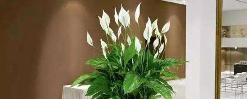 白掌花香吗 白掌花香吗