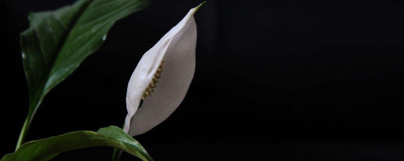 白掌花朵发黑怎么处理 白掌花朵发黑怎么处理