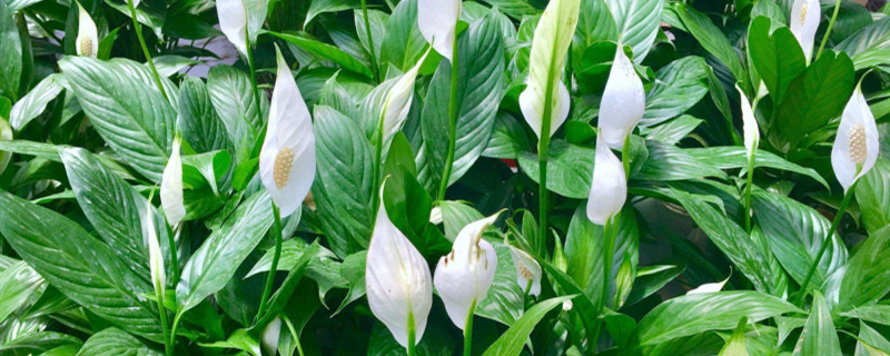 白掌在什么季节开花 白掌在什么季节开花