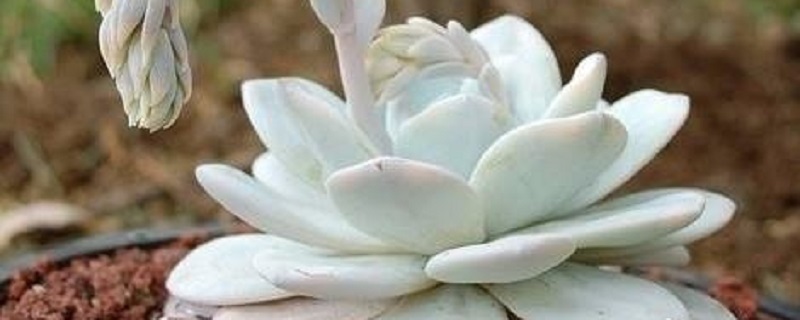 多肉雪莲浇水方法 多肉雪莲浇水方法