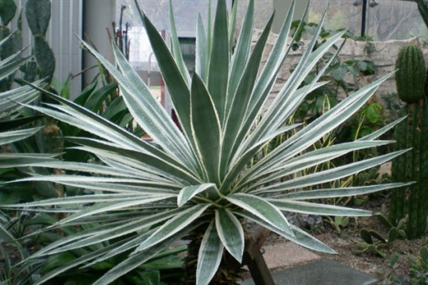 八荒殿 Agave macroacantha 八荒殿 Agave macroacantha
