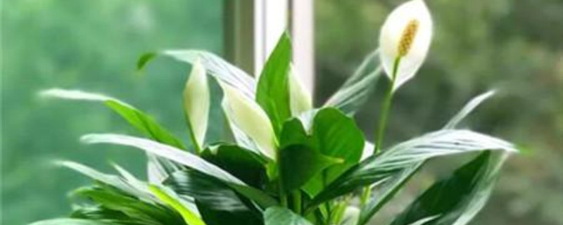 送白掌花好不好 送白掌花好不好