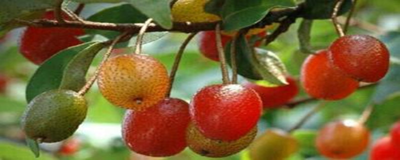 胡颓子的光照/土壤/温度/水分/施肥方法 胡颓子的光照/土壤/温度/水分/施肥方法