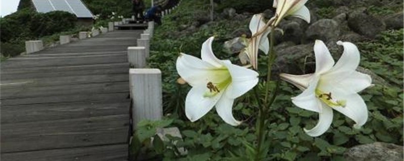 冬天种百合多久开花 冬天种百合多久开花