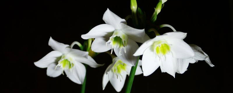 百合什么温度开花 百合什么温度开花