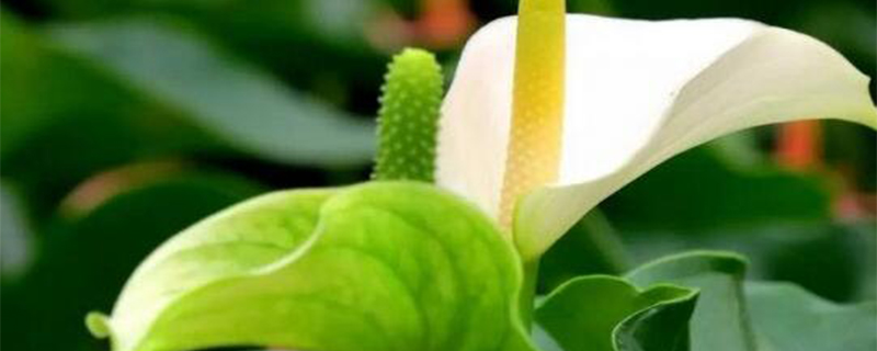 小白掌花变绿色怎么办 小白掌花变绿色怎么办
