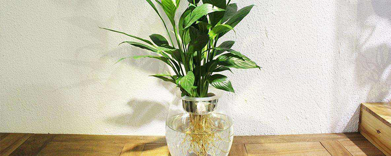 办公室植物白掌寓意 办公室植物白掌寓意