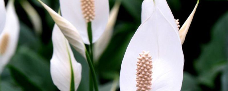 白掌花期多久 白掌花期多久