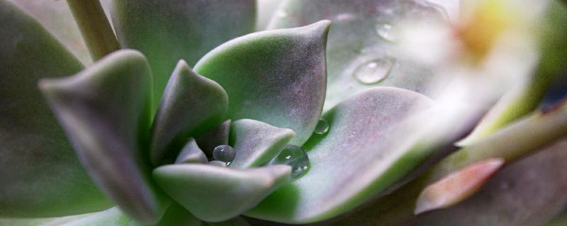 石莲花浇水的时间/方法/水量/频率 石莲花浇水的时间/方法/水量/频率