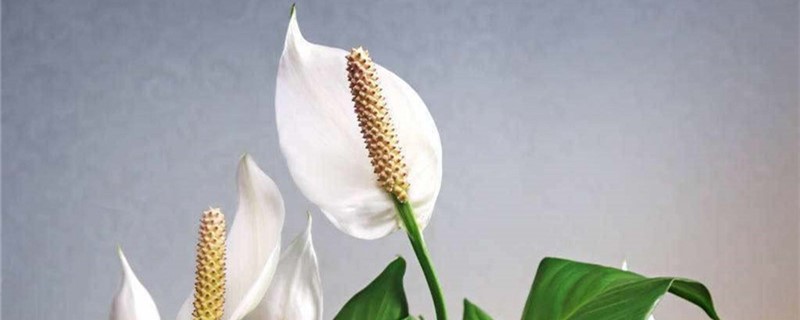 白掌花有毒性吗 白掌花有毒性吗