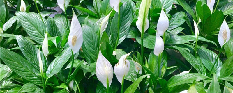 白掌的花期有多长 白掌的花期有多长