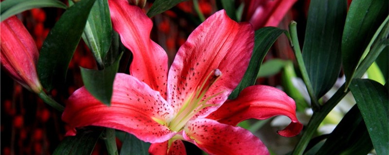 百合花耐寒吗 百合花耐寒吗