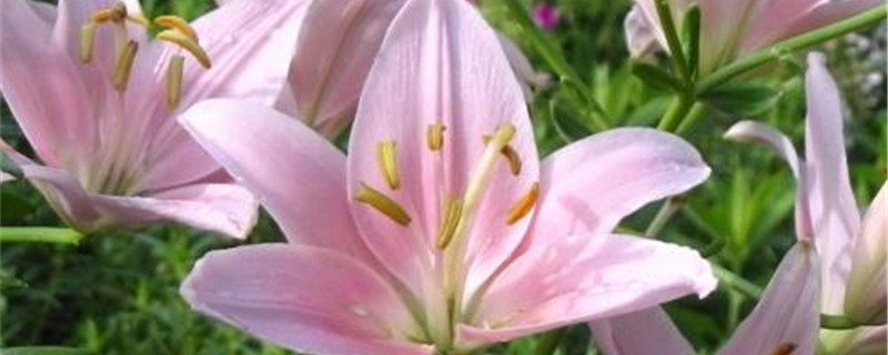 百合花的栽种与培养方法 百合花的栽种与培养方法