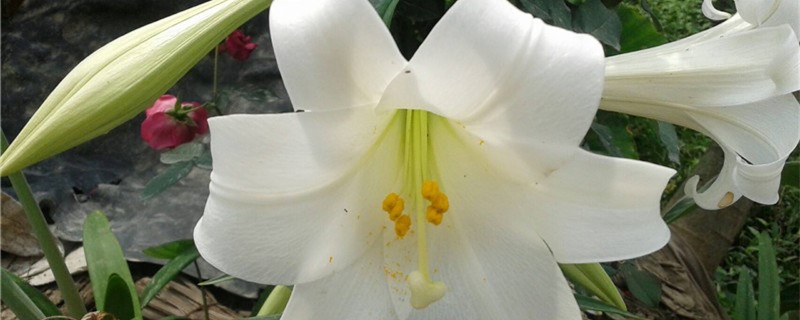 百合花苞发黄怎么办 百合花苞发黄怎么办