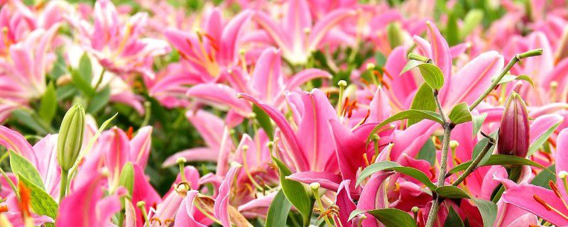 百合花越冬温度 百合花越冬温度