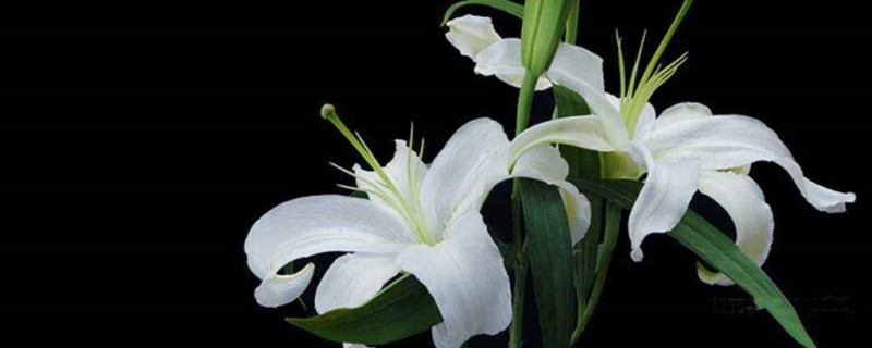 百合花可以盆栽吗 百合花可以盆栽吗