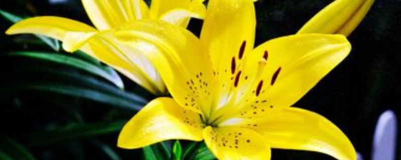 黄百合花期 黄百合花期