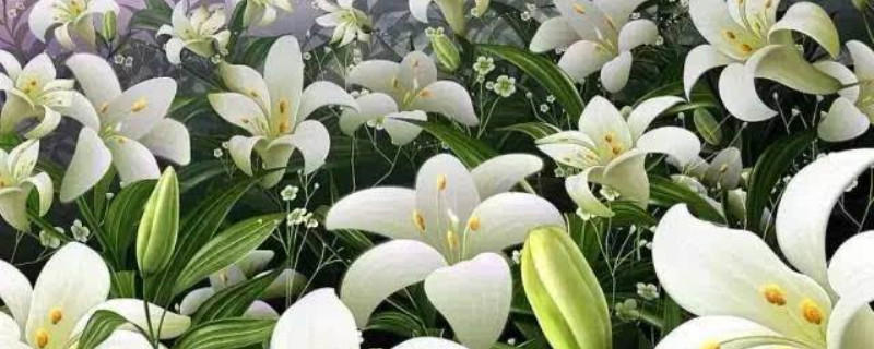 西伯利亚百合花语 西伯利亚百合花语