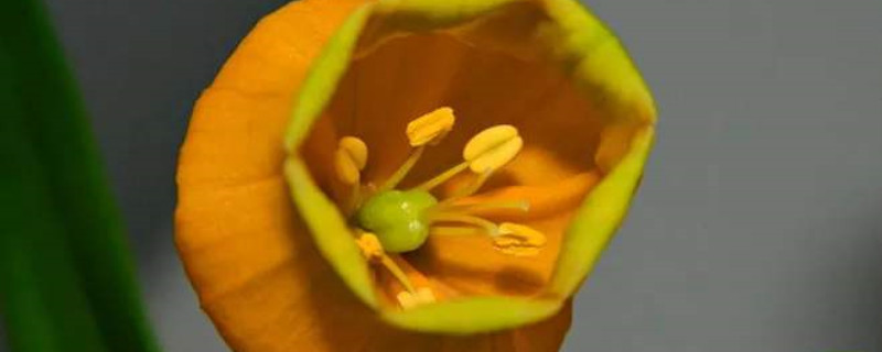 宫灯百合花语