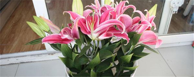 百合花水养能养多久 百合花水养能养多久