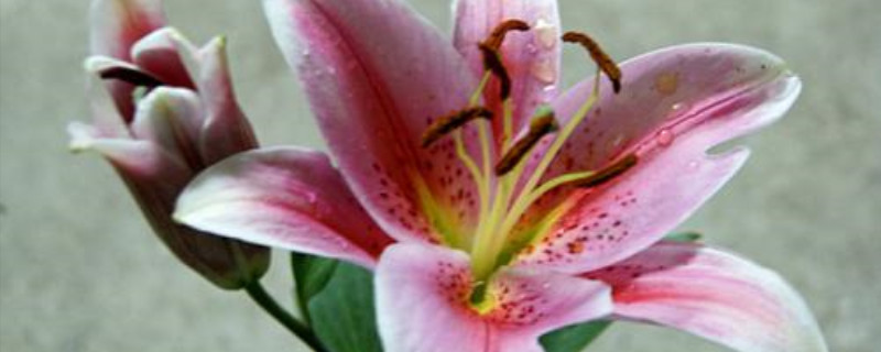 百合的侧芽能栽吗 百合的侧芽能栽吗
