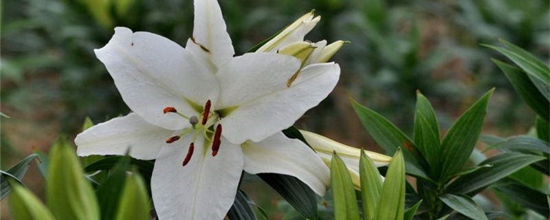 百合花叶病怎么处理 百合花叶病怎么处理