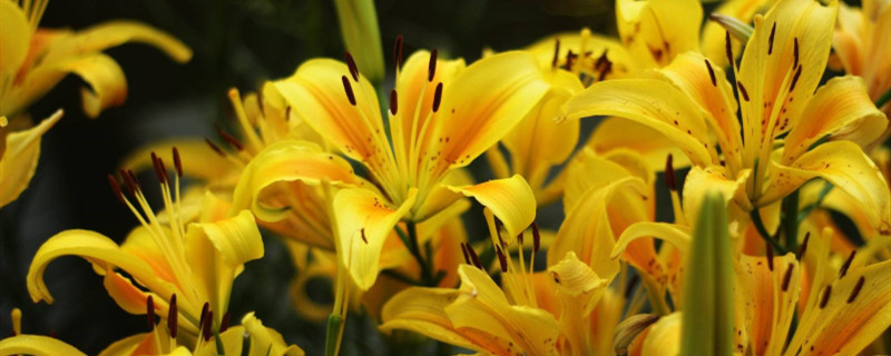亚洲百合花期
