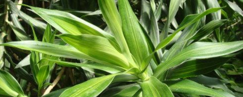 类似百合竹的植物 类似百合竹的植物