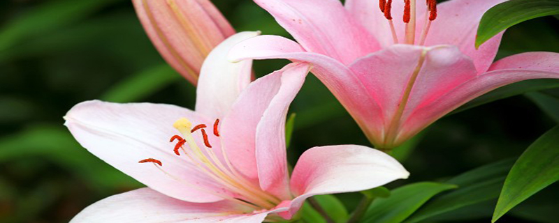 香水百合花苗怎么种 香水百合花苗怎么种