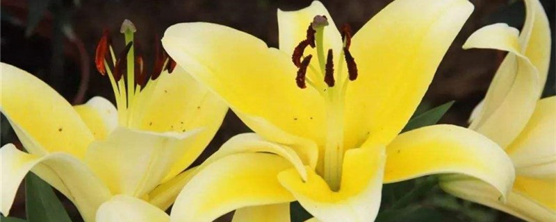 夏天可以养百合花吗 夏天可以养百合花吗