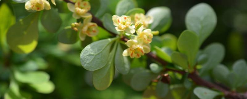 小檗浇水的时间/方法/水量/频率 小檗浇水的时间/方法/水量/频率