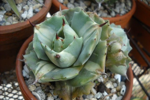 王妃雷神锦 Agave potatorum var. verschaffeltii ‘Variegata’ 王妃雷神锦 Agave potatorum var. verschaffeltii ‘Variegata’