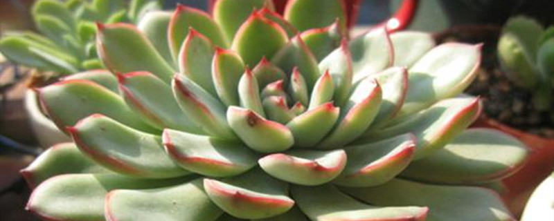 花月夜怎么养 花月夜怎么养