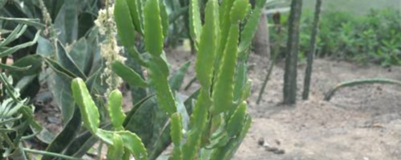 津巴布韦大戟几天浇一次