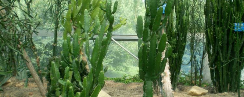 津巴布韦大戟秋季养护