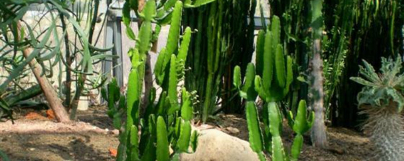 津巴布韦大戟什么颜色