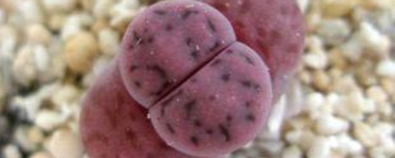 福寿玉繁殖方法