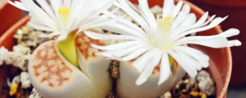 福寿玉换盆时间