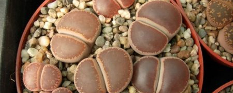 日轮玉烂根怎么办