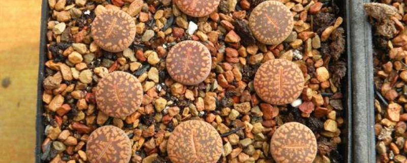 日轮玉需要晒太阳吗