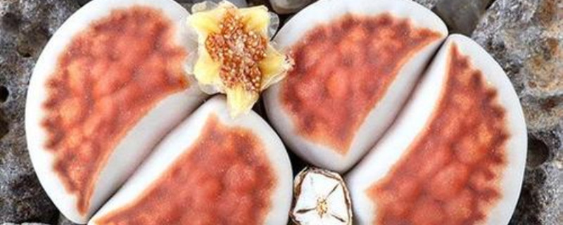 日轮玉繁殖方法