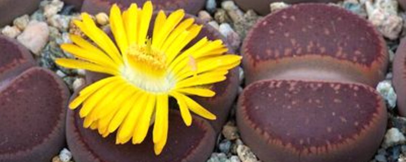 日轮玉播种方法