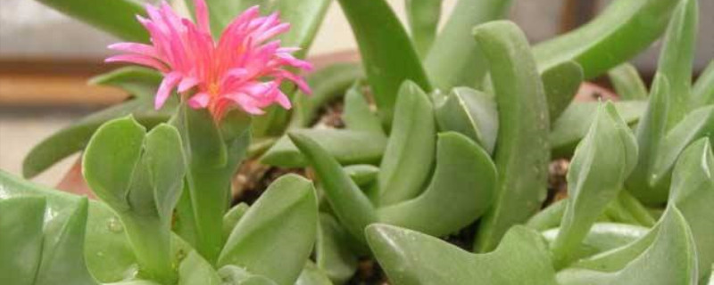 宝绿开花吗