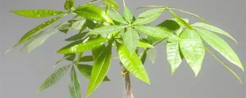 发财树有哪些病虫害,应如何防治 发财树有哪些病虫害,应如何防治