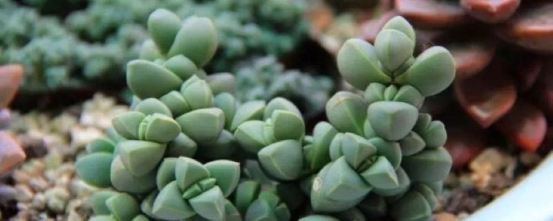 鹿角海棠浇水的时间/方法/水量/频率 鹿角海棠浇水的时间/方法/水量/频率