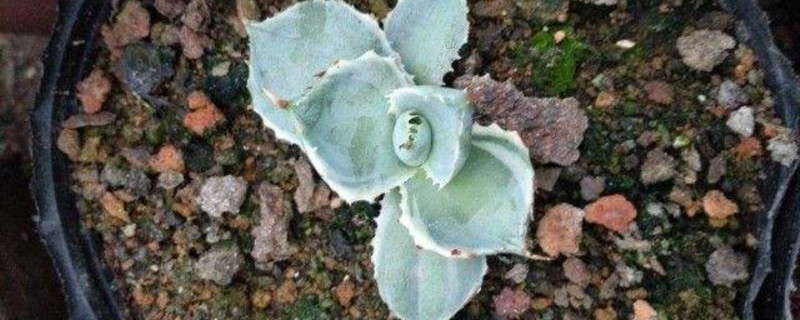 甲蟹播种方法 甲蟹播种方法